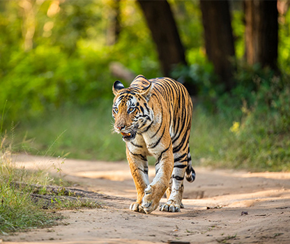 wildlife photography tour in india