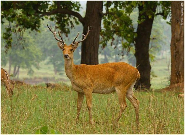 Barasingha