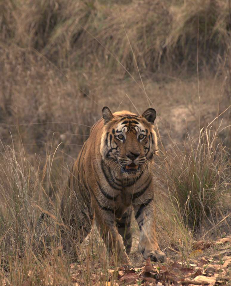 Tigers of Bandhavgarh National Park