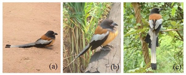 (a) Left alone in dry and open area; (b) Flew from ground, sat on the log; (c) Flew away and perched on the tree branch