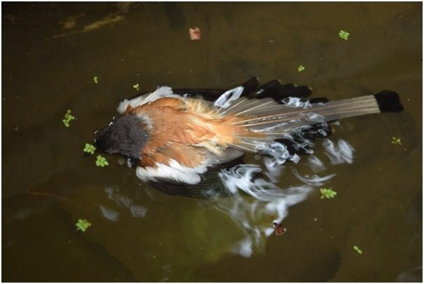 Rufous Treepie drowning in water