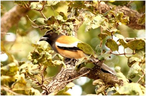 Rufous Treepie 