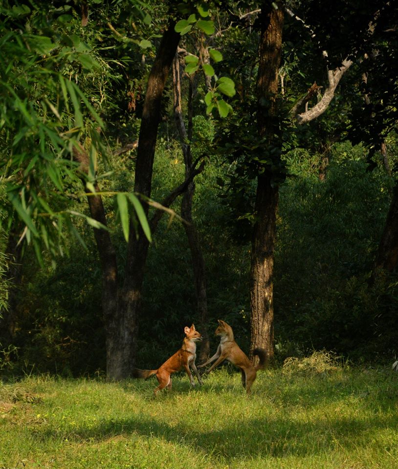 Wild Dog Pair