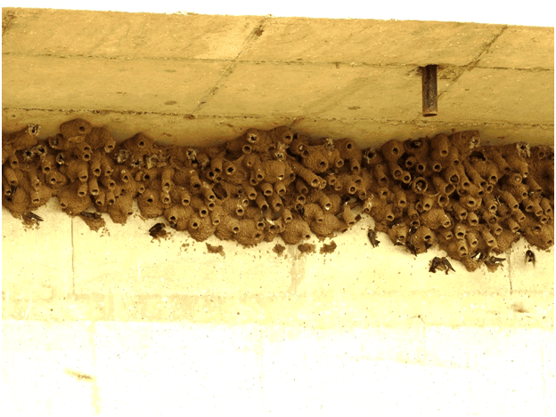 Swallow Nest