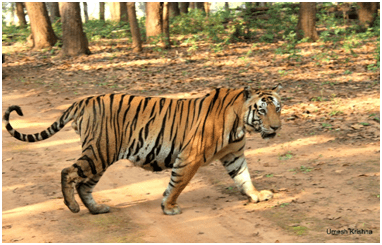 Munna with filled belly crossing road