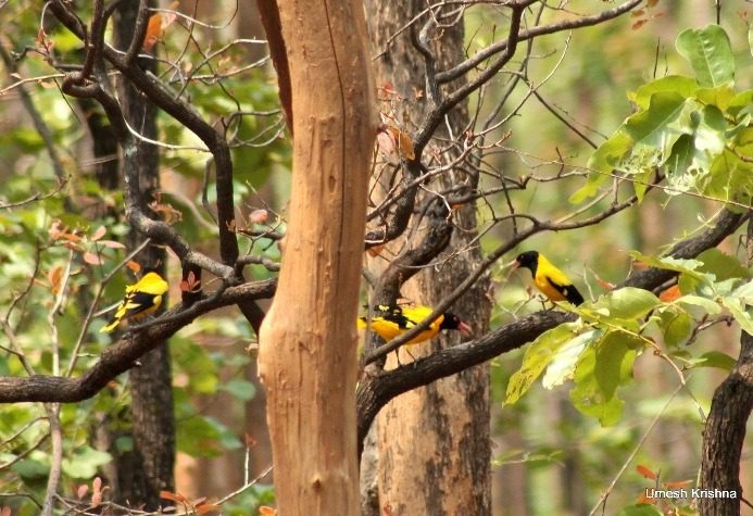 Black-hooded Oriole 