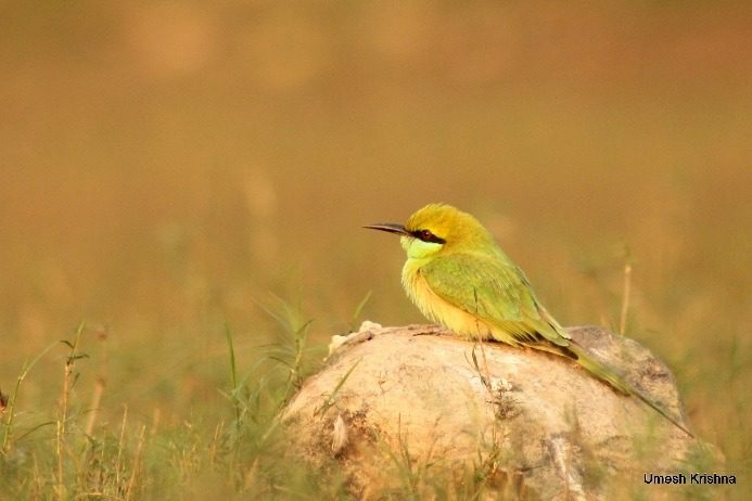 Green Bee Eater 