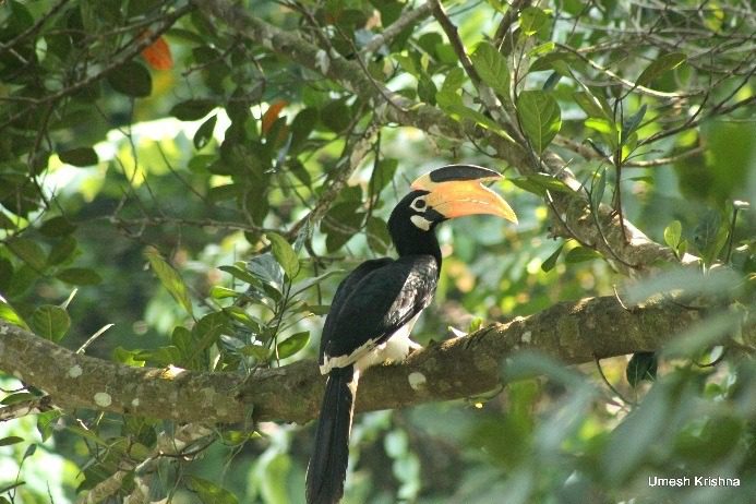 Malabar Pied Hornbill 