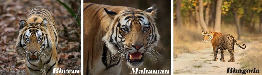 Tigers of Bandhavgarh