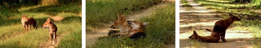 Wild Dogs Mating