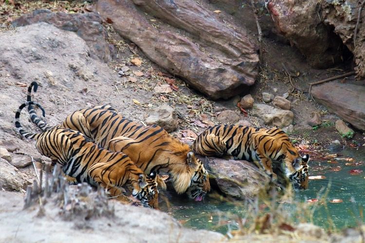 Bheem-with-cubs