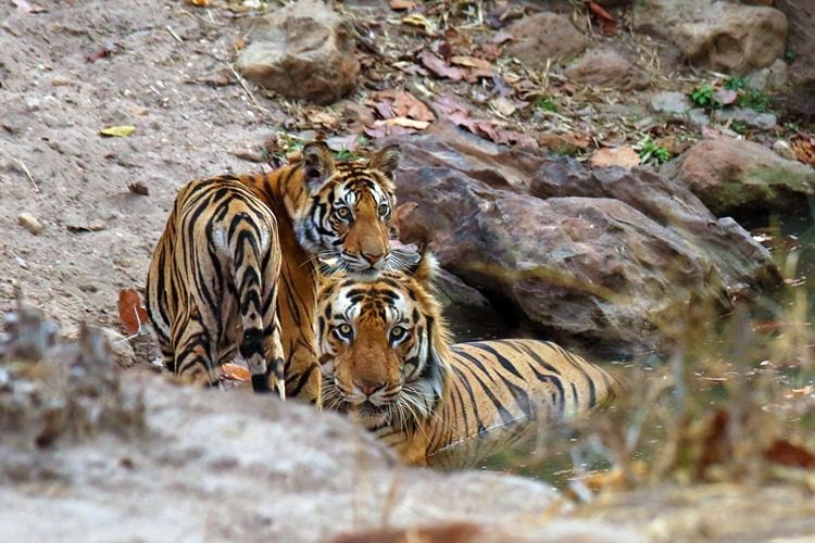 Father and daughter moment – Bheem with his female cub Father and daughter moment – Bheem with his female cub
