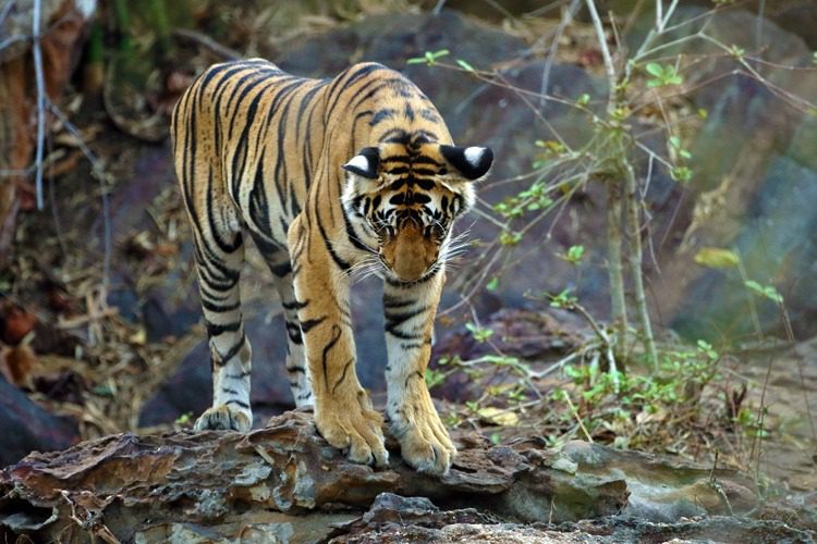 One of the cubs climbed on a rock above the watering hole