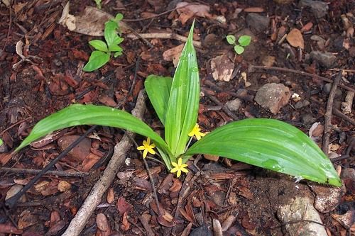 Yellow ground star