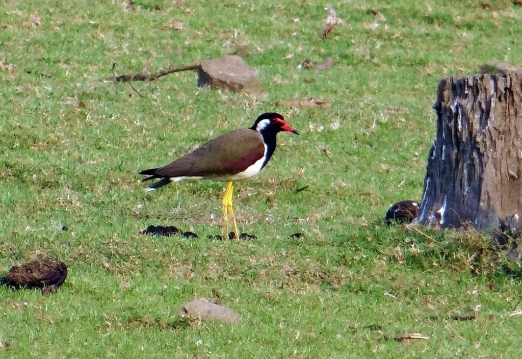 Red Wattled Lapwing 