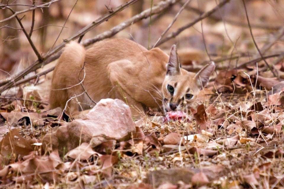 Caracal: The Covert Cat of Central India