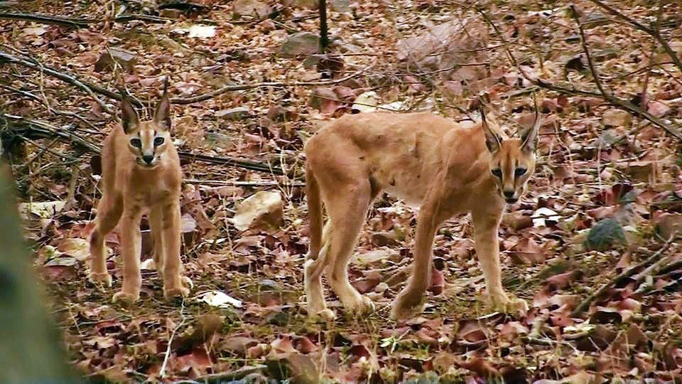 Caracal: The Covert Cat of Central India