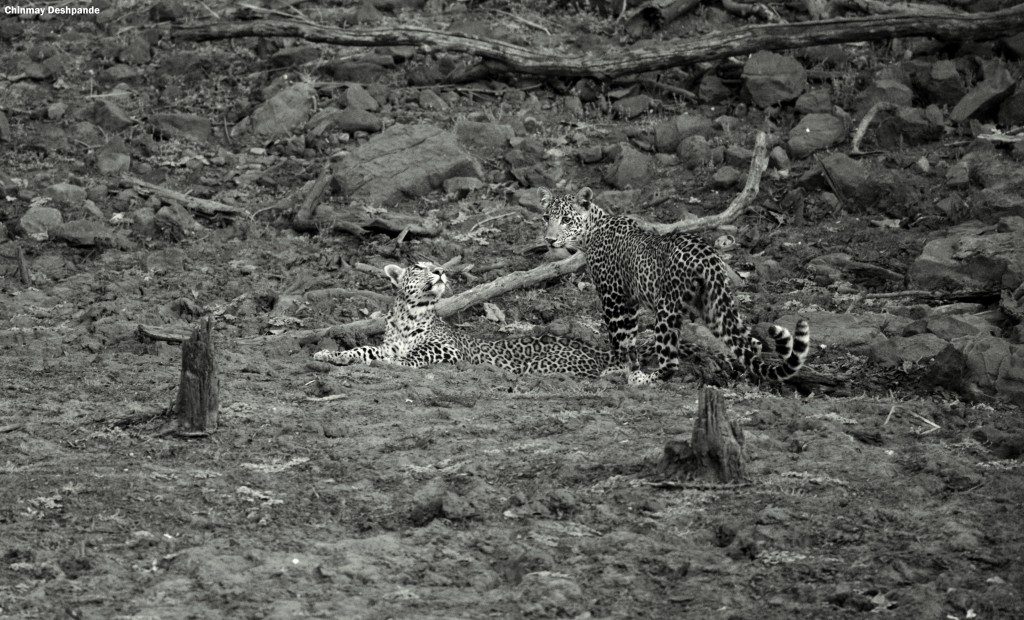 Leopard Cubs
