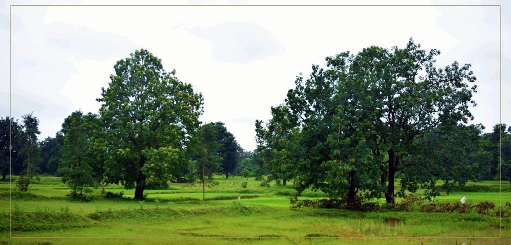 Mahua: An Emblematic Tree of the Jungles of Central India