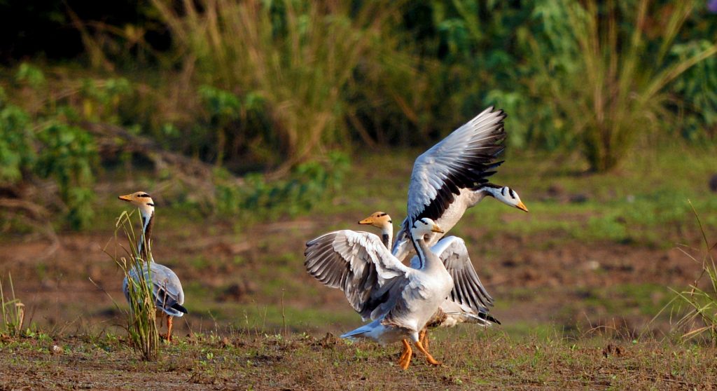 Bar headed Geese