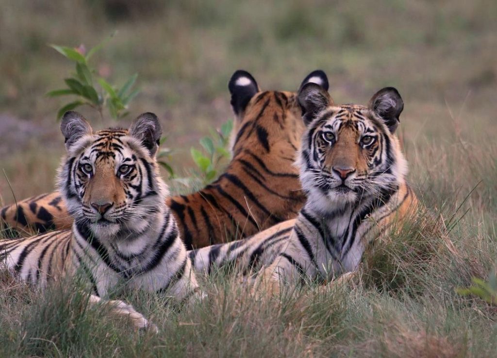 Spotty's Cubs in Bandhavgarh Tiger Reserve