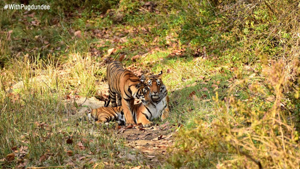 Choti Mada with her cubs at Kanha Tiger Reserve