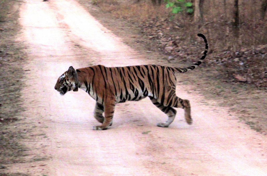 T1 Cub at Panna Tiger Reserve