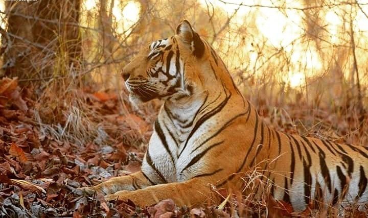 Tigress in Satpura Tiger Reserve