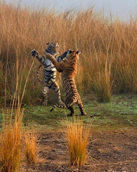 Interesting Facts About Tigers