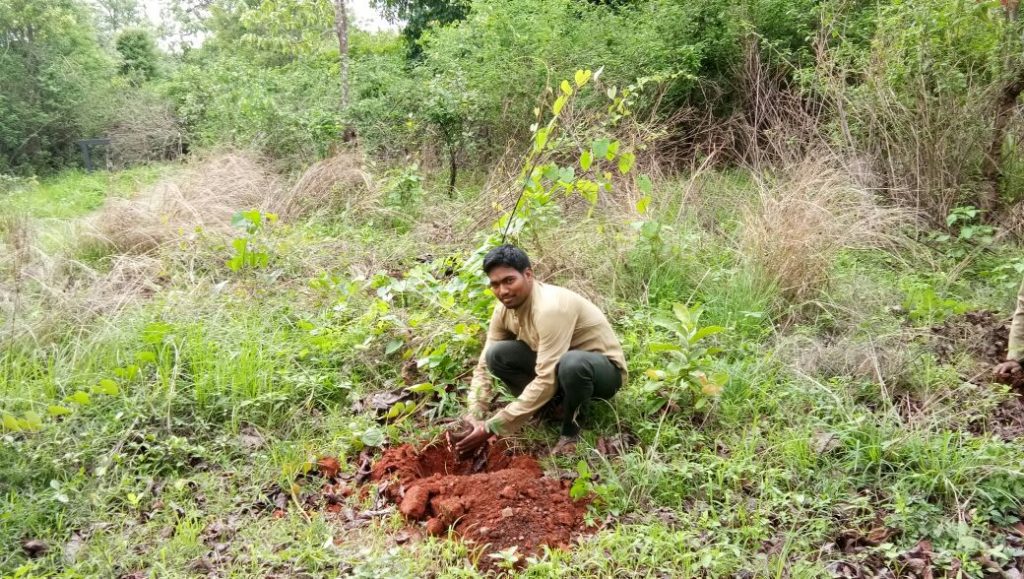 Tree Plantation - Van Mahotsav