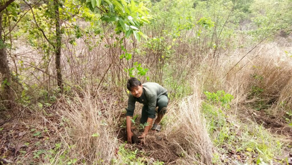 Tree Plantation - Van Mahotsav