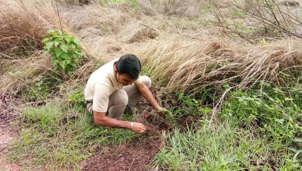 Tree Plantation - Van Mahotsav