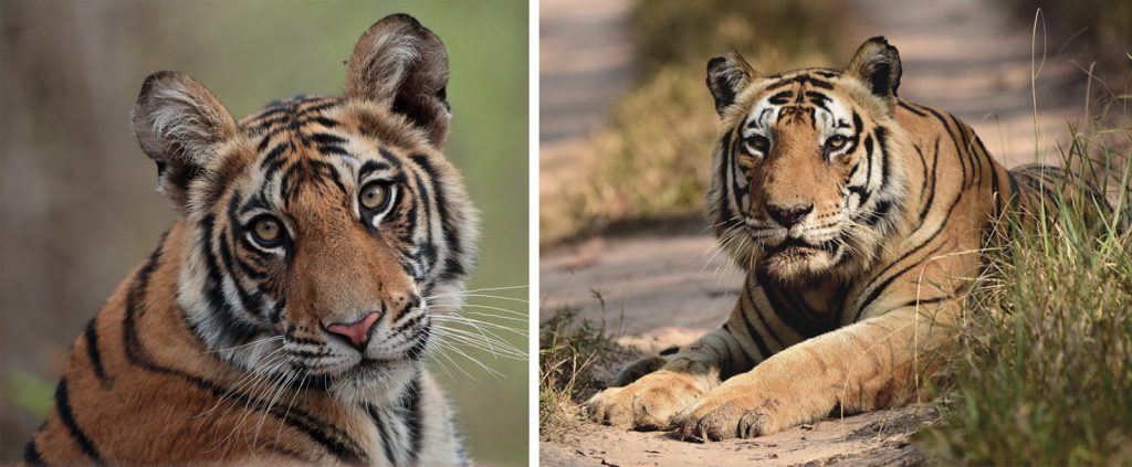 Interesting Facts About Tigers