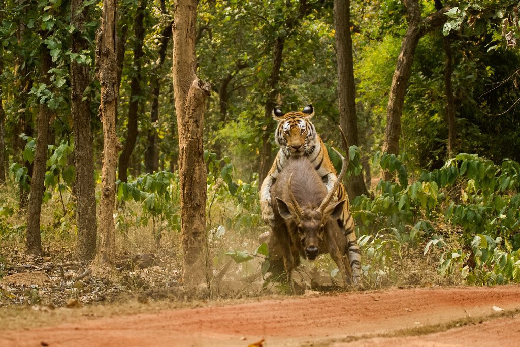 Interesting Facts About Tigers