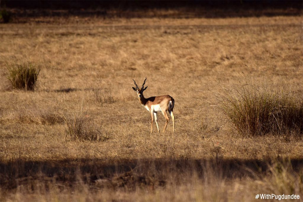 Blackbuck sighted at Kanha National Park