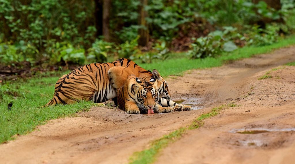 Choti Mada with her cub