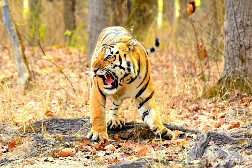 Karai-Ghati Male 