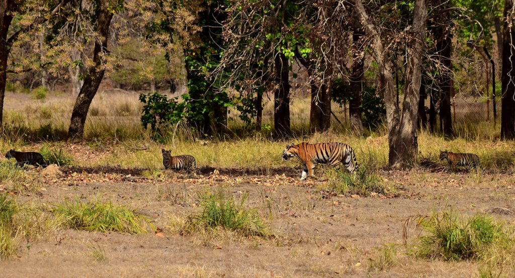 Neelam and her cubs