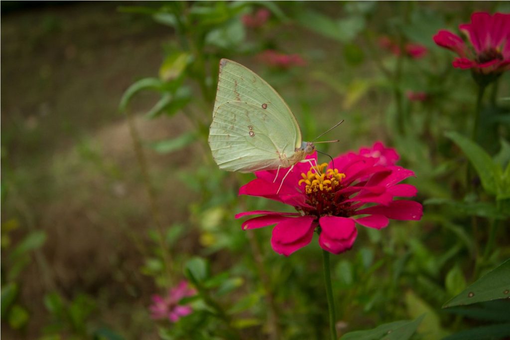 Common Emigrant