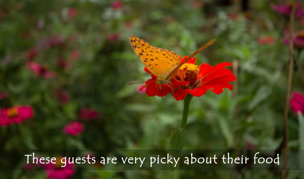 Butterfly in Bandhavgarh