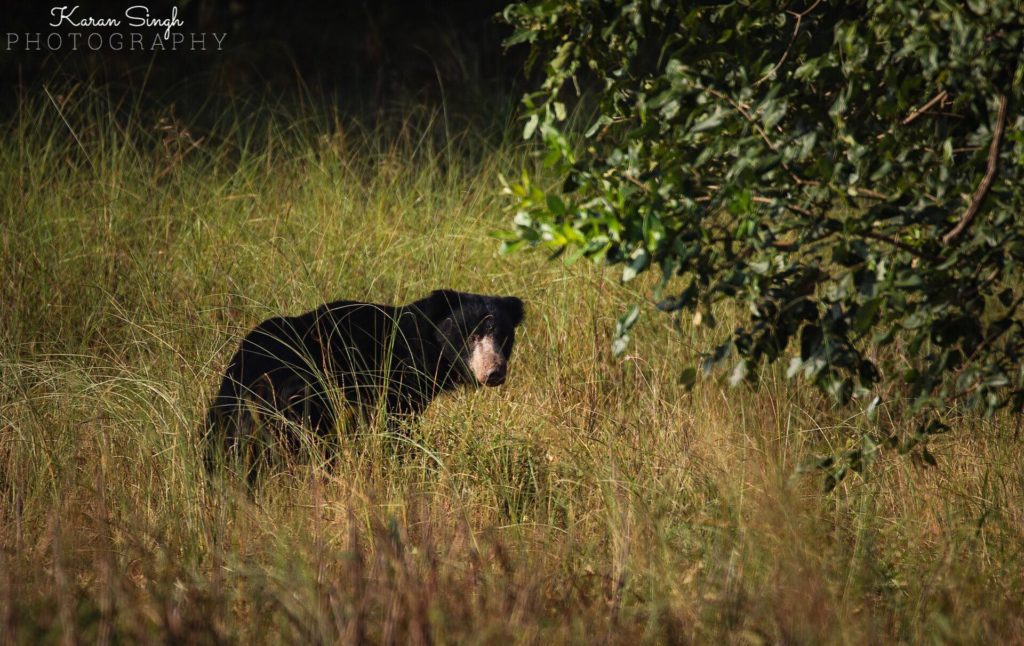 Satpura National Park Sloth Bear- bandhavgarh - Karan