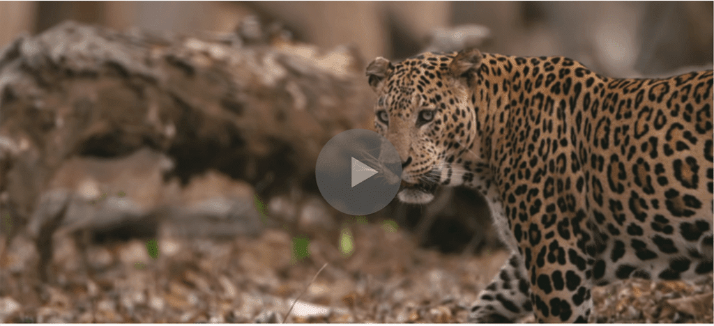 Video of India's Wildlife Anthem- 'Mere Desh Ki Zameen' mere desh ki zameen