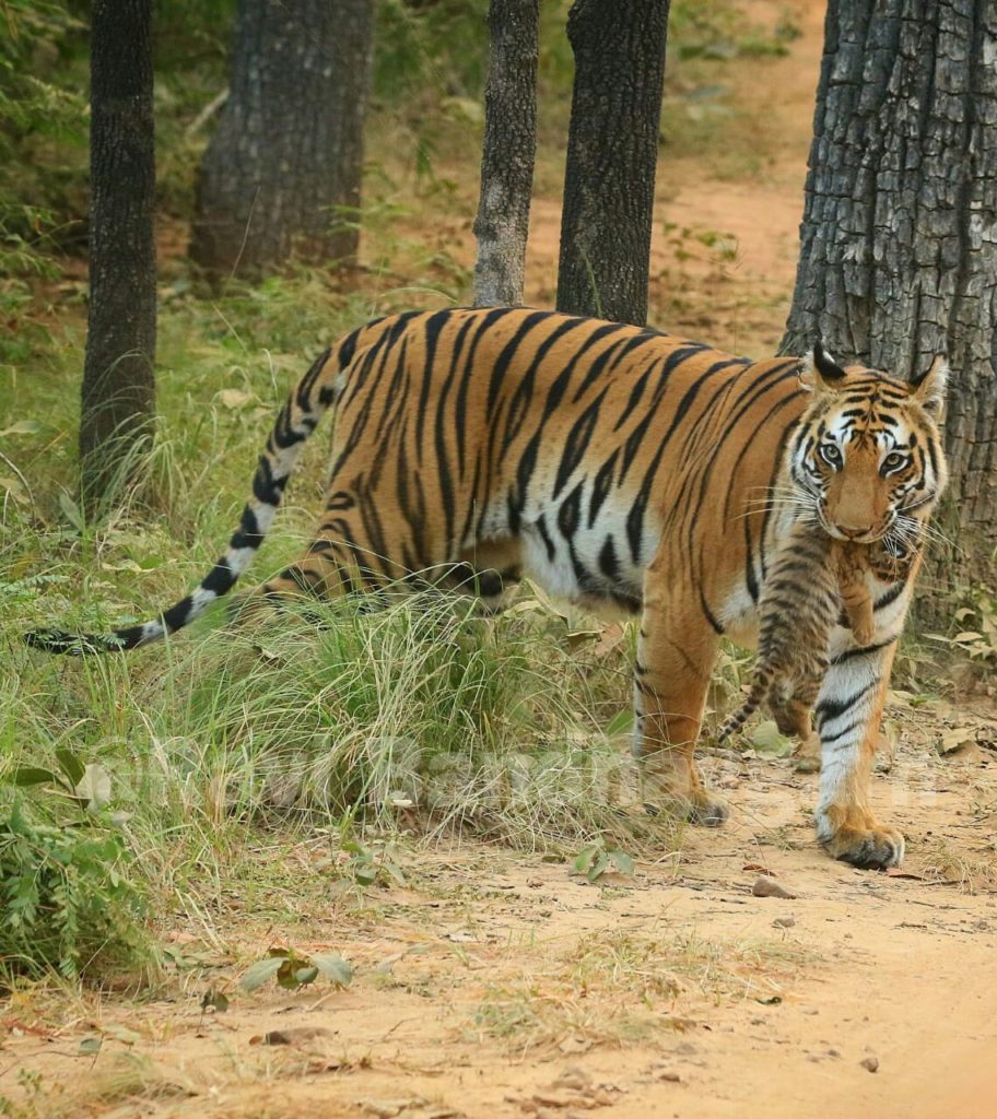 Bandhavgarh National Park- Spotty with her cub