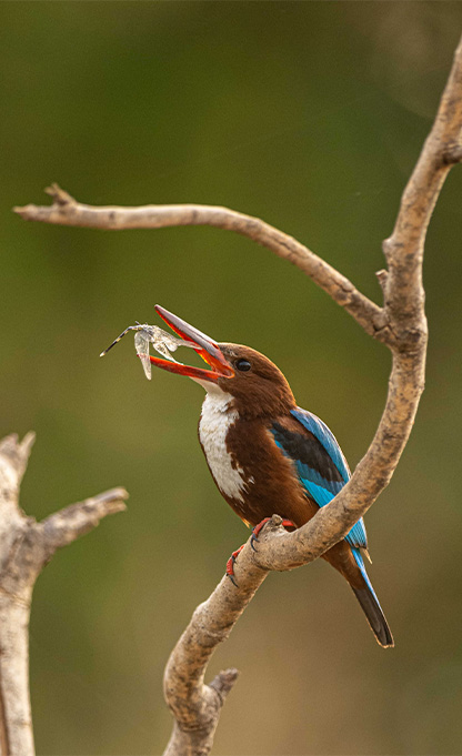 Photography Hide in Tadoba