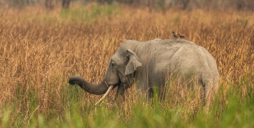 asiatic elephant eating