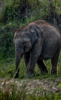 asiatic elephan