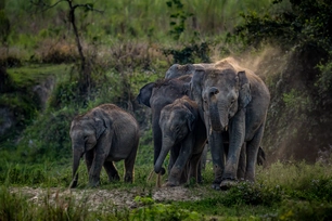 asiatic elephants