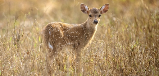 baby deer meadow view