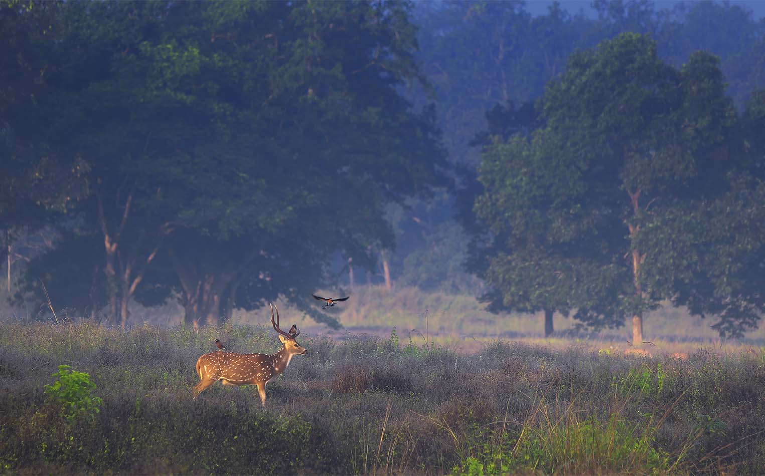 Tigers in Panna National Park