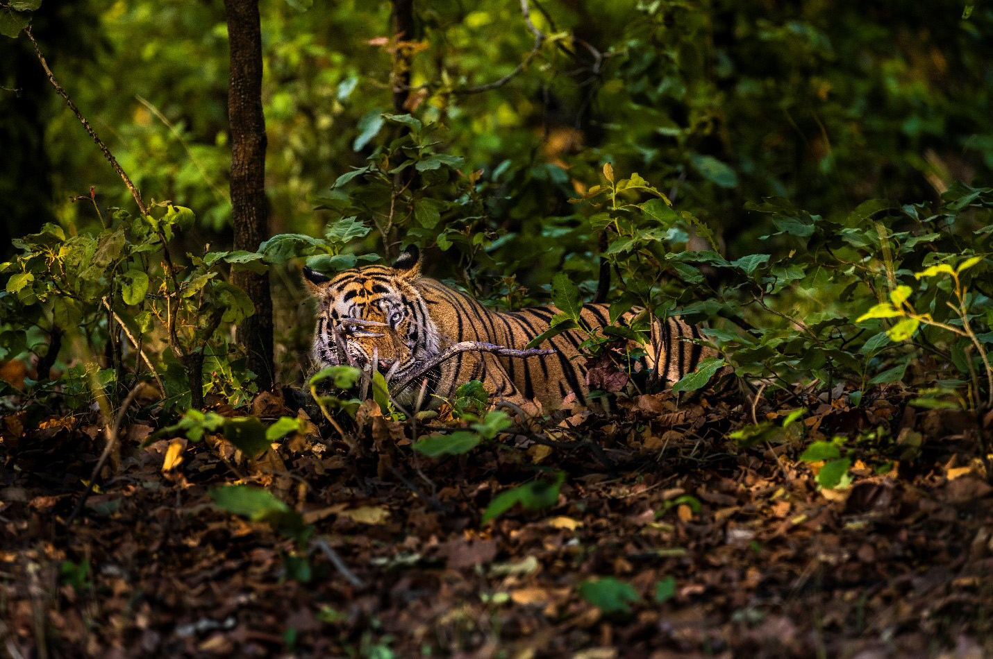 Bandhavgarh Kanha wildlife safari